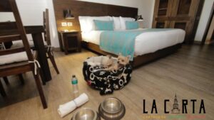 best hotels in cartagena for your pet